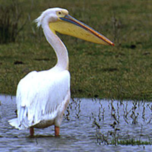 pelican - 6 ORNITOLOGIE - LISTA SPECIILOR PROTEJATE DE IMPORTANTA MAJORA