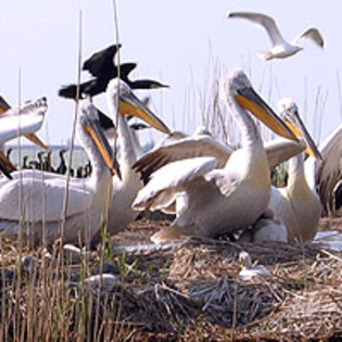 pelican cret - 6 ORNITOLOGIE - LISTA SPECIILOR PROTEJATE DE IMPORTANTA MAJORA