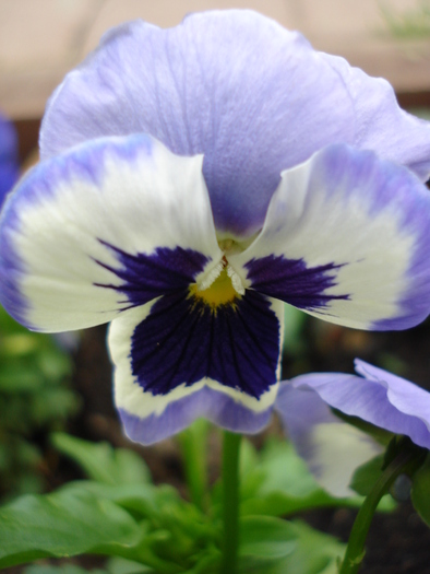 Pansy (2010, April 24)