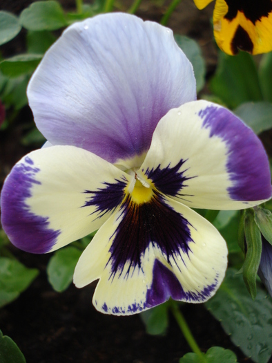 Pansy (2010, April 25) - PANSY_Viola x wittrockiana