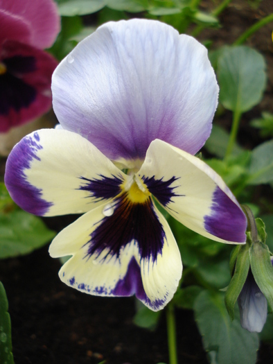 Pansy, 25apr2010