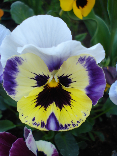 Pansy, 30apr2010