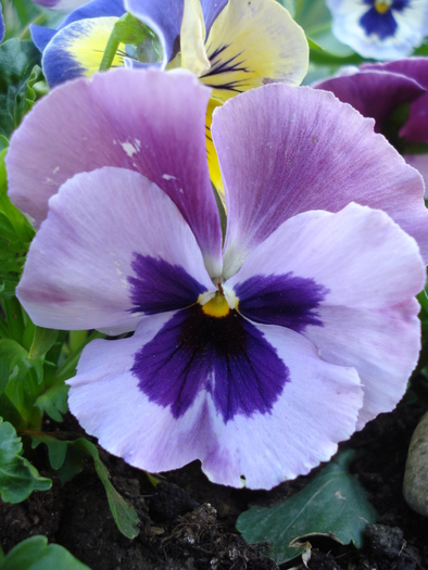 Pansy (2010, May 01)