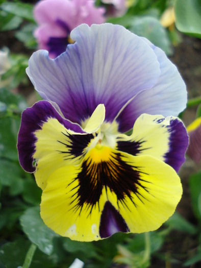 Pansy (2010, May 06)