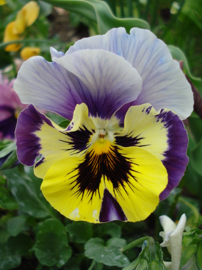 Pansy (2010, May 07) - PANSY_Viola x wittrockiana