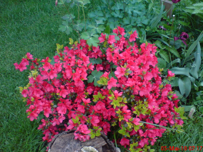 Azalea japonica