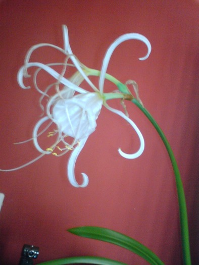 hymenocallis - foto flori