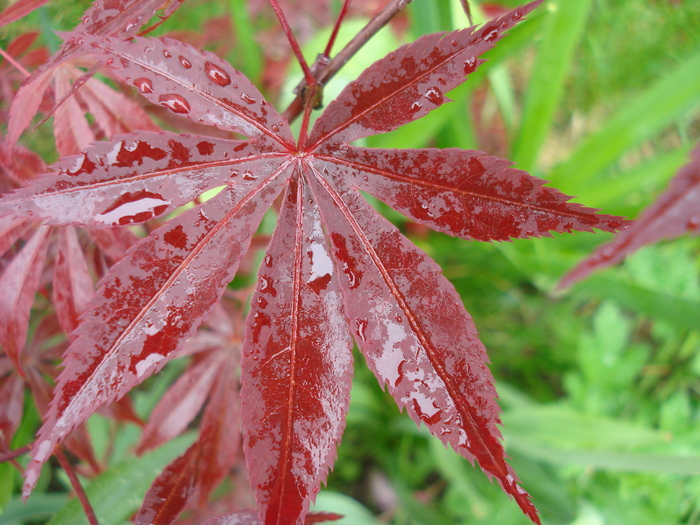 Acer palmatum Bloodgood (2010, May 09)