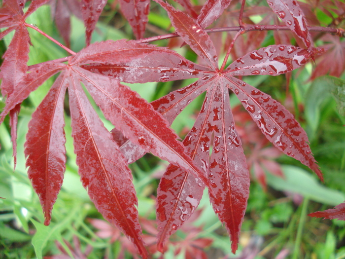 Acer palmatum Bloodgood (2010, May 09)