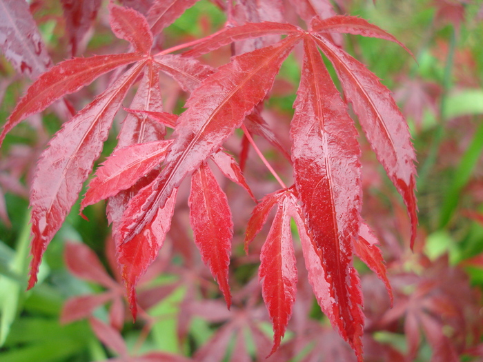 Acer palmatum Bloodgood (2010, May 09) - Acer palmatum Bloodgood