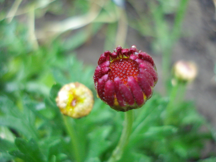 Daisy Madeira Red (2010, May 07) - Argyranthemum Madeira Red