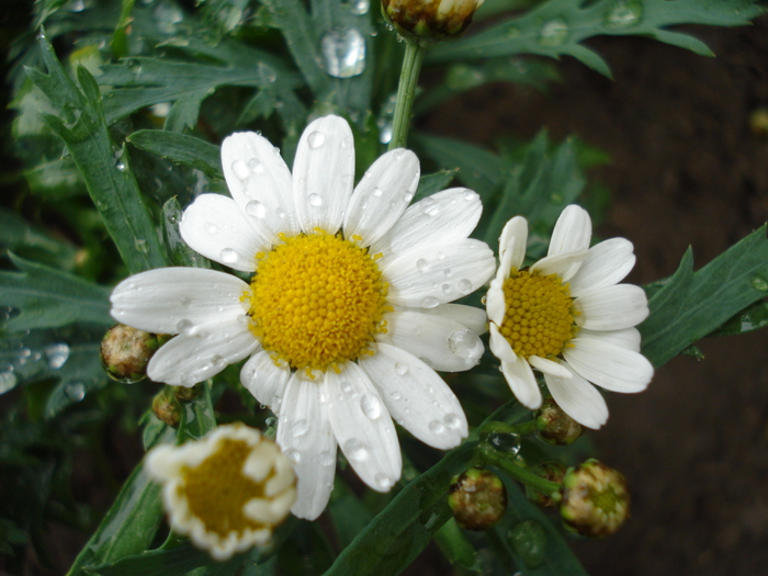 Daisy Madeira White (2010, May 07) - Argyranthemum Madeira White