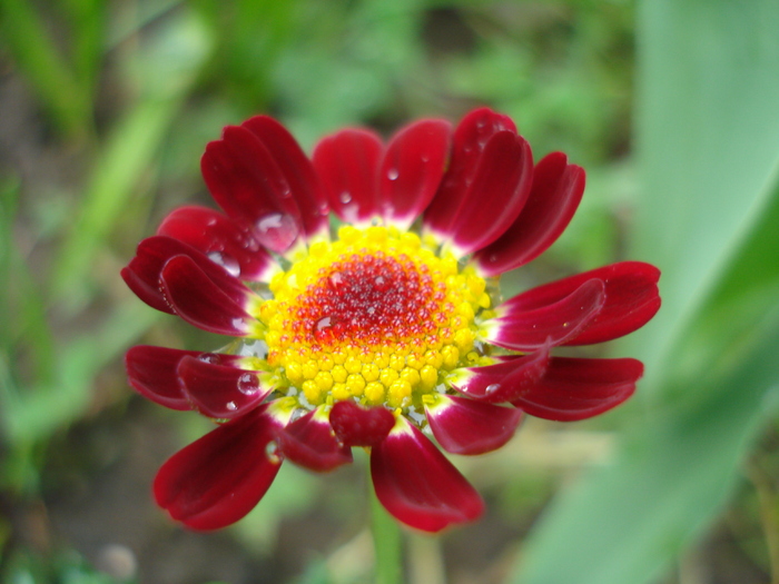 Daisy Madeira Red (2010, May 09) - Argyranthemum Madeira Red