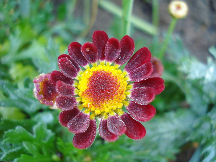 Daisy Madeira Red (2010, May 10) - Argyranthemum Madeira Red