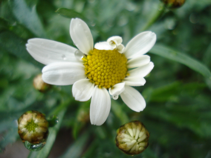 Daisy Madeira White (2010, May 07) - Argyranthemum Madeira White