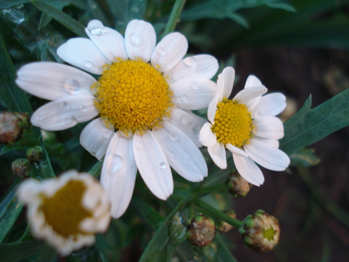 Daisy Madeira White (2010, May 07)