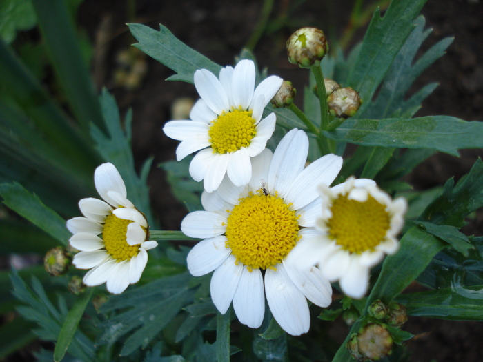 Daisy Madeira White (2010, May 08) - Argyranthemum Madeira White