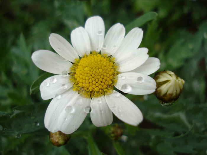 Daisy Madeira White (2010, May 09) - Argyranthemum Madeira White