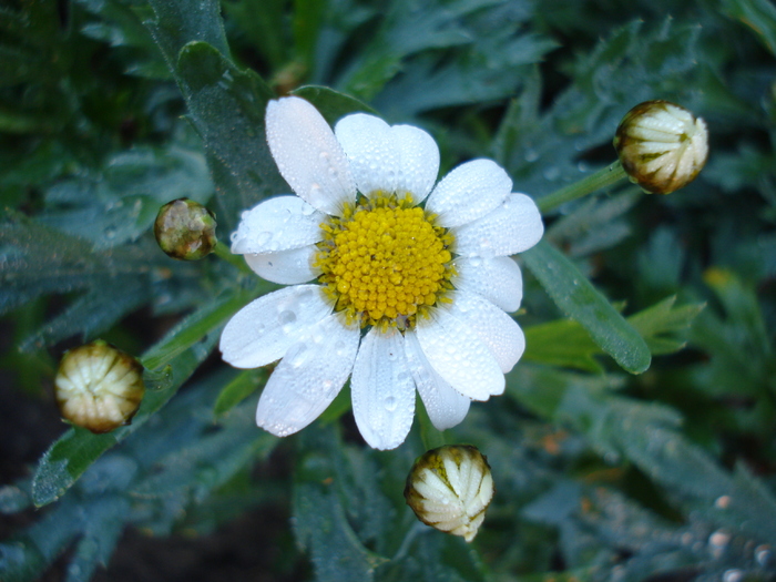 Daisy Madeira White (2010, May 10) - Argyranthemum Madeira White