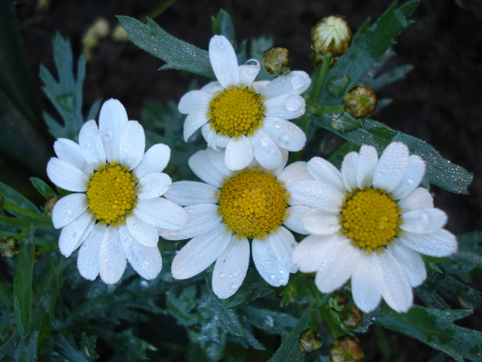 Daisy Madeira White (2010, May 10) - Argyranthemum Madeira White