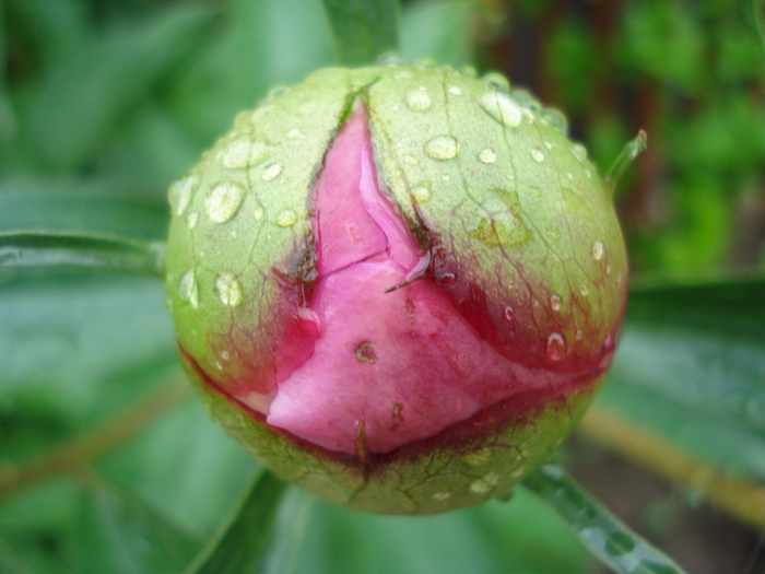 Peony. Bujor (2010, May 09) Peony. Bujor (2010, May 09)