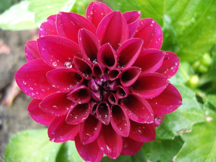 Dahlia Mignon (2010, May 07)