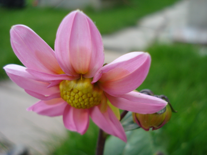 DahliaTopmix Pink (2010, May 07) - Dahlia Topmix Pink