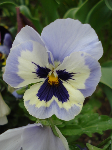 Mariposa Marina pansy, 07may2010