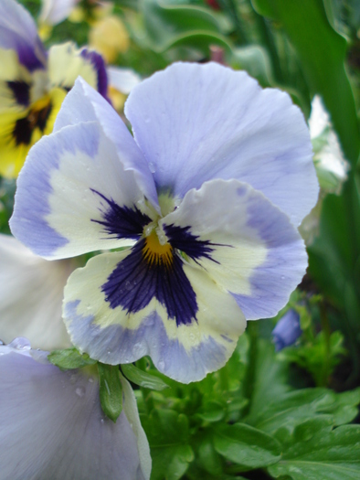 Mariposa Marina pansy, 07may2010 - Marina Mariposa pansy