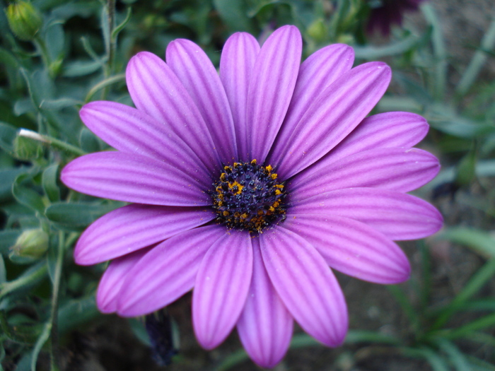 African Daisy Astra Violet (2010, May 01) - Osteo Astra Violet