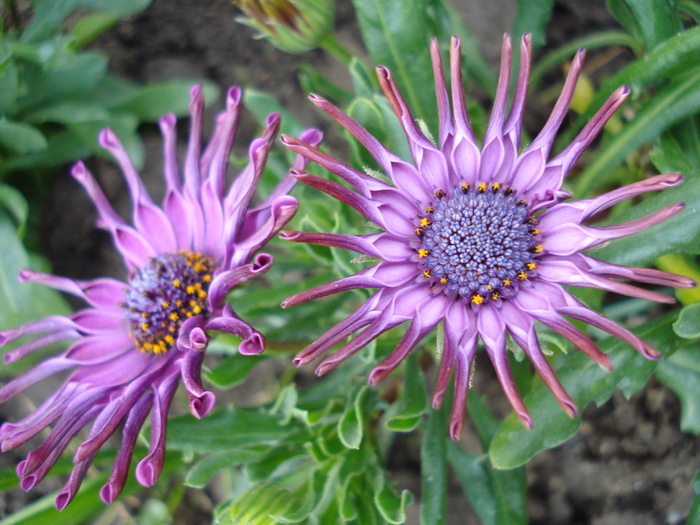 Daisy Nasinga Purple (2010, April 29) - Osteo Nasinga Purple