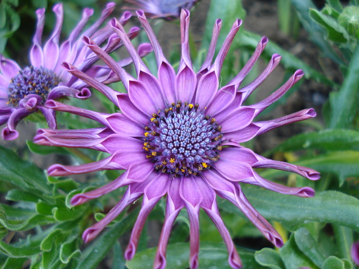 Daisy Nasinga Purple (2010, May 01) - Osteo Nasinga Purple