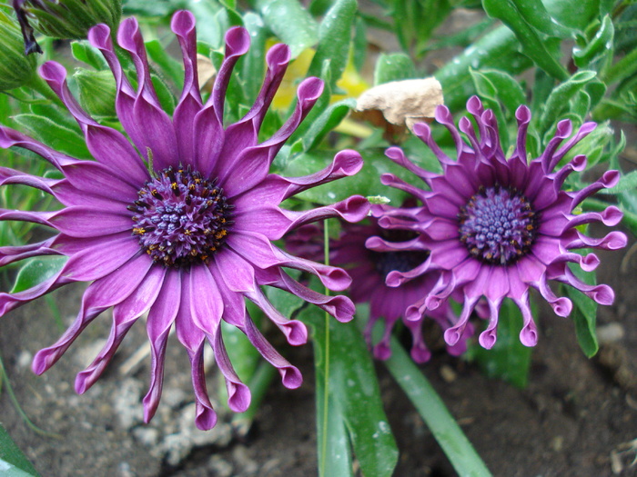 Daisy Nasinga Purple (2010, May 07) - Osteo Nasinga Purple