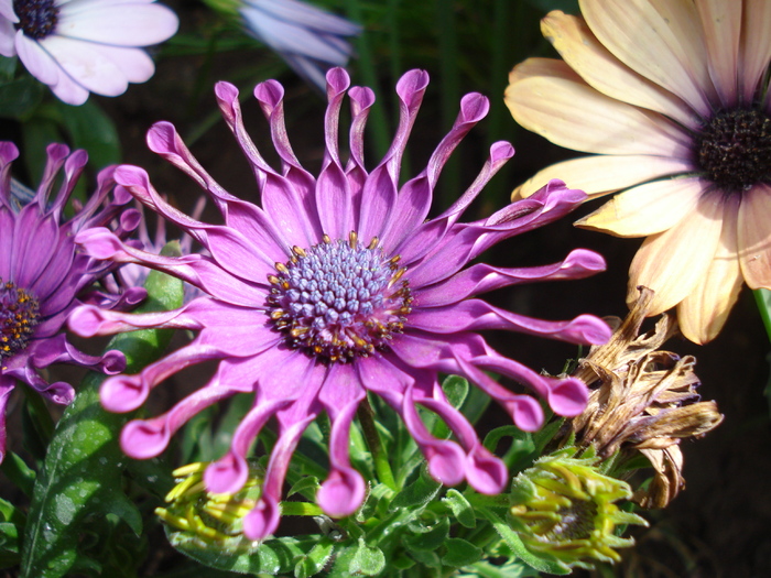 Daisy Nasinga Purple (2010, May 08)