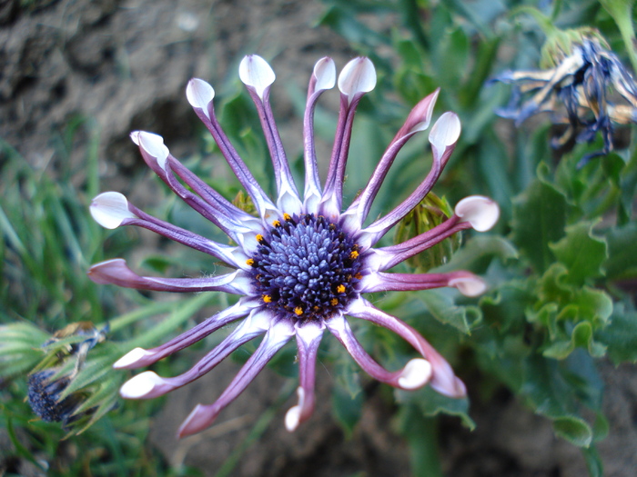 Daisy Nasinga White (2010, May 01)