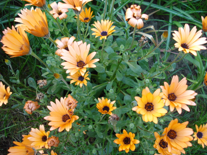 Daisy Orange Dream (2010, May 01)