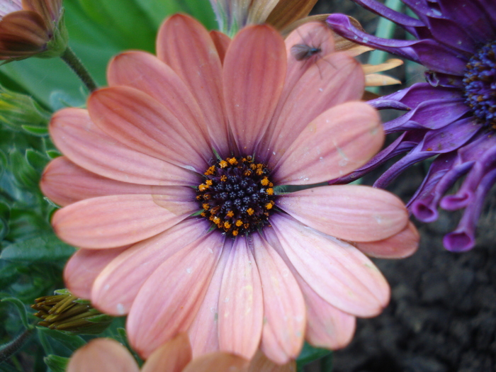 Daisy Orania Terracotta (2010, May 02)