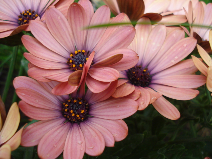 Daisy Orania Terracotta (2010, May 07) - Osteo Orania Terracotta