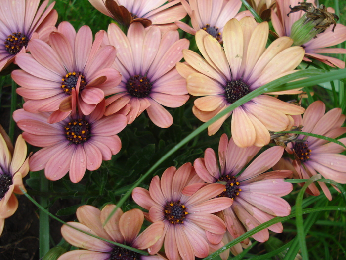 Daisy Orania Terracotta (2010, May 07) - Osteo Orania Terracotta