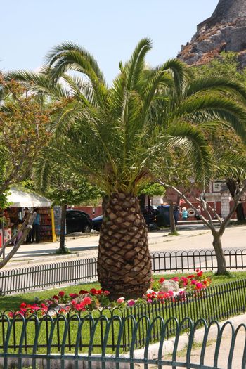 Grecia 2010 [077] - Grecia - Corfu