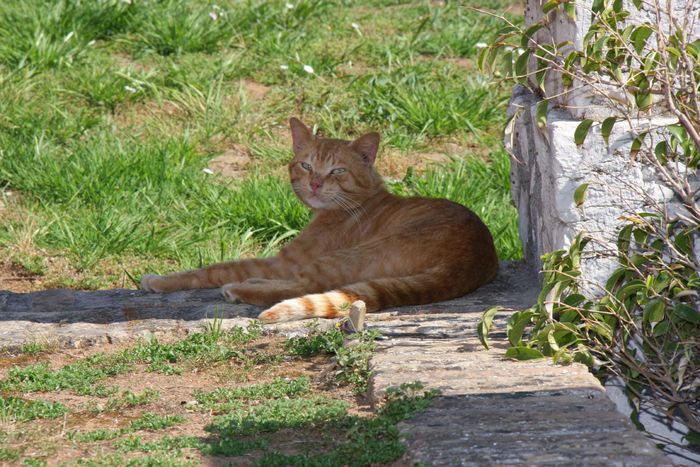 Grecia 2010 [122] - Grecia - Corfu