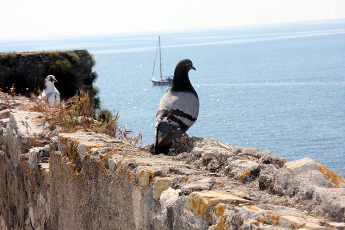 Grecia 2010 [137] - Grecia - Corfu