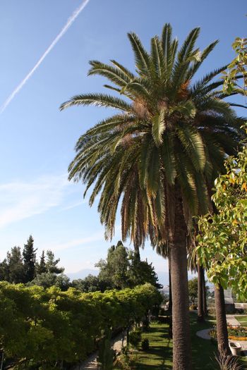 Grecia 2010 [427] - Grecia - Corfu