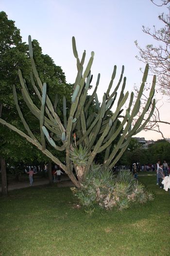 Grecia 2010 [445] - Grecia - Corfu