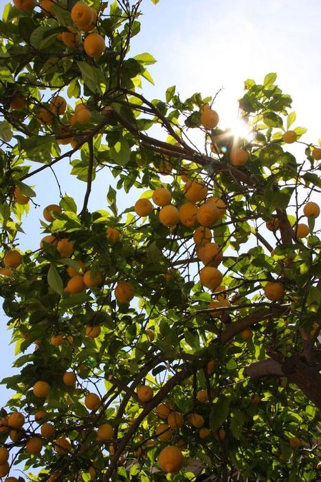 Grecia 2010 [474] - Grecia - Corfu