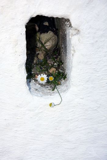 Grecia 2010 [495] - Grecia - Corfu