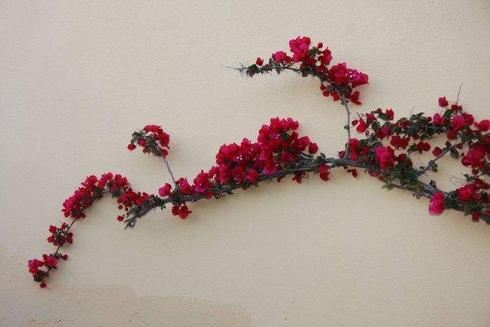 Grecia 2010 [519] - Grecia - Corfu