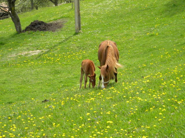 DSCN5316 - BANCHET 2010