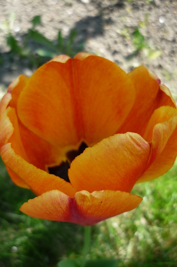 P1040930