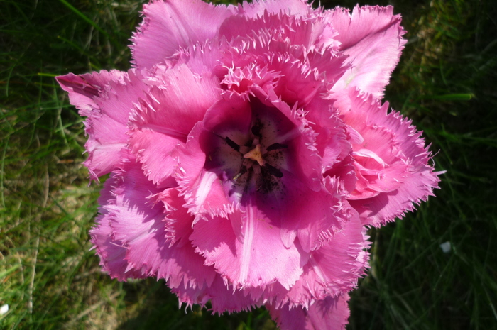 P1040943